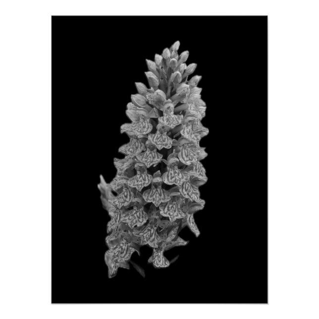 Poster Orquídea de Marsh del Norte (Anverso)