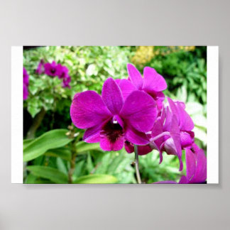 Póster Orquídea de Singapur