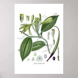 Póster Orquídea de vainilla