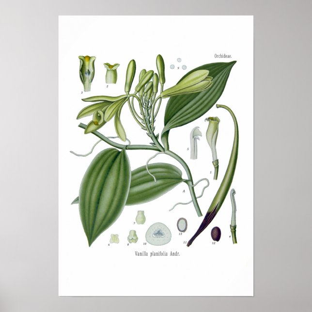 Póster Orquídea de vainilla (Frente)