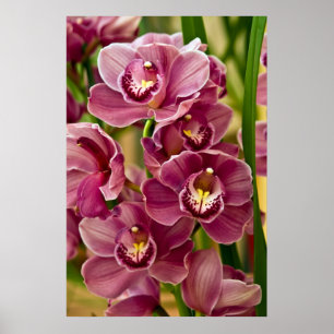 Póster Orquídea del Cymbidium