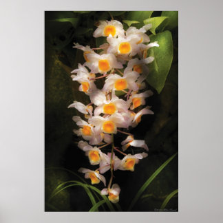 Póster Orquídea - Dendrobium Orquid