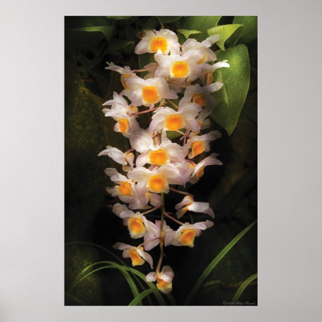 Póster Orquídea - Dendrobium Orquid (Frente)