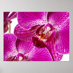 Póster Orquídea Dendrobium rosada caliente - Fondo de orq