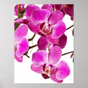 Póster Orquídea Dendrobium rosada caliente - Fondo de orq