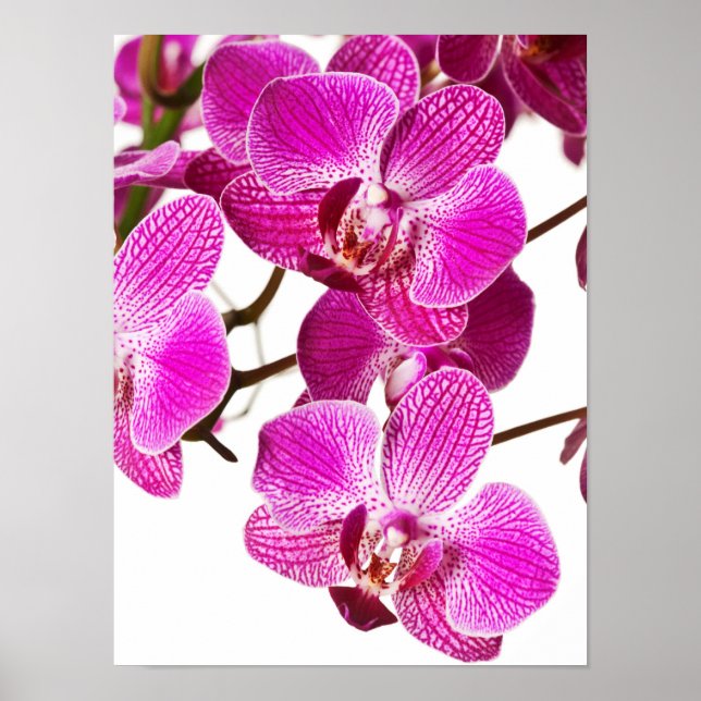 Póster Orquídea Dendrobium rosada caliente - Fondo de orq (Frente)