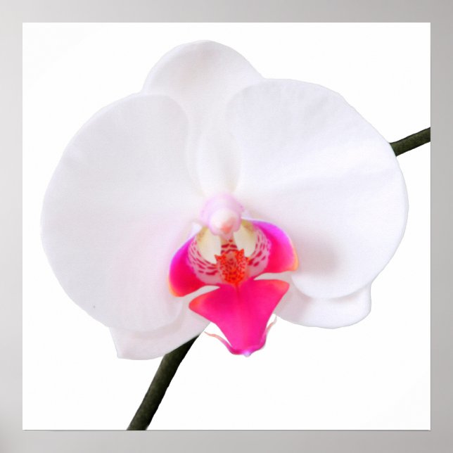 Póster Orquídea dorada/blanca de PixDezines phalaenopsis (Frente)
