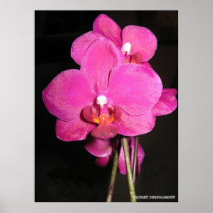 Póster Orquídea en poster de la floración