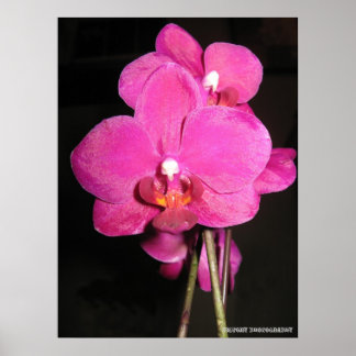 Póster Orquídea en un Poster en flor