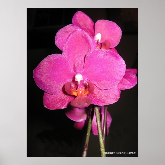 Póster Orquídea en un Poster en flor (Frente)