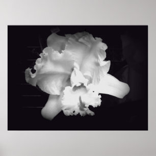Póster Orquídea - extracto blanco y negro vivo