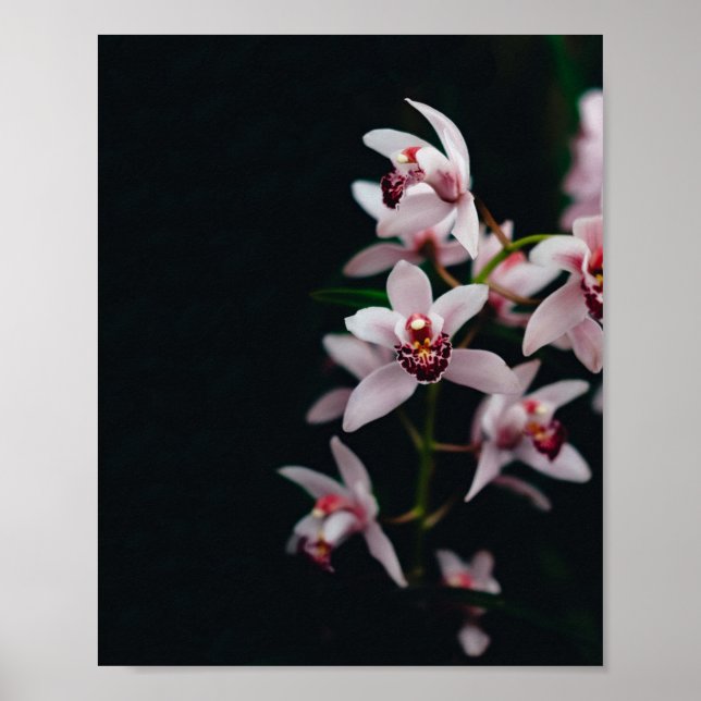 Póster Orquídea Flor Negro fondo (Frente)