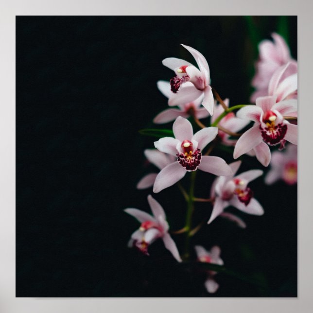 Póster Orquídea Flor Negro fondo (Frente)