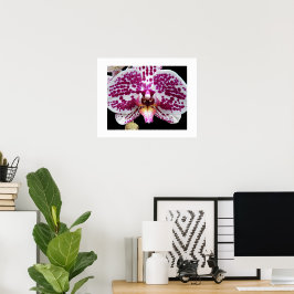 Póster Orquídea Harlequin Phalaenopsis Flor en Flor