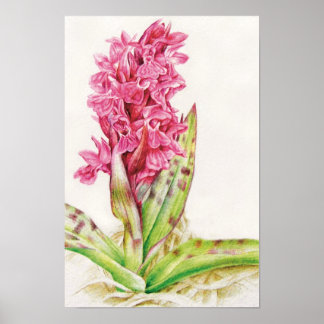Póster Orquídea hebrideaui: Dactylorhza majalis