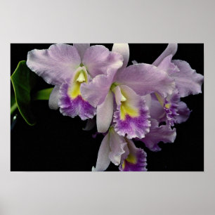 Póster Orquídea hermosa, cattleya (labiata del ariel x)