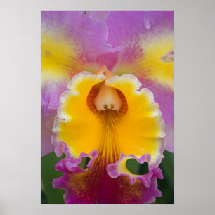 Póster Orquídea híbrida, Florida