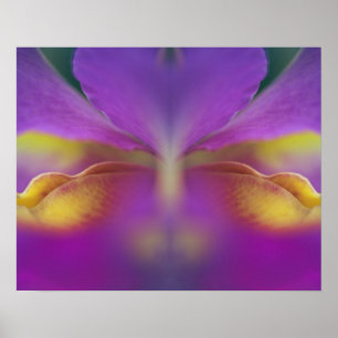Póster Orquídea híbrida, Florida 2