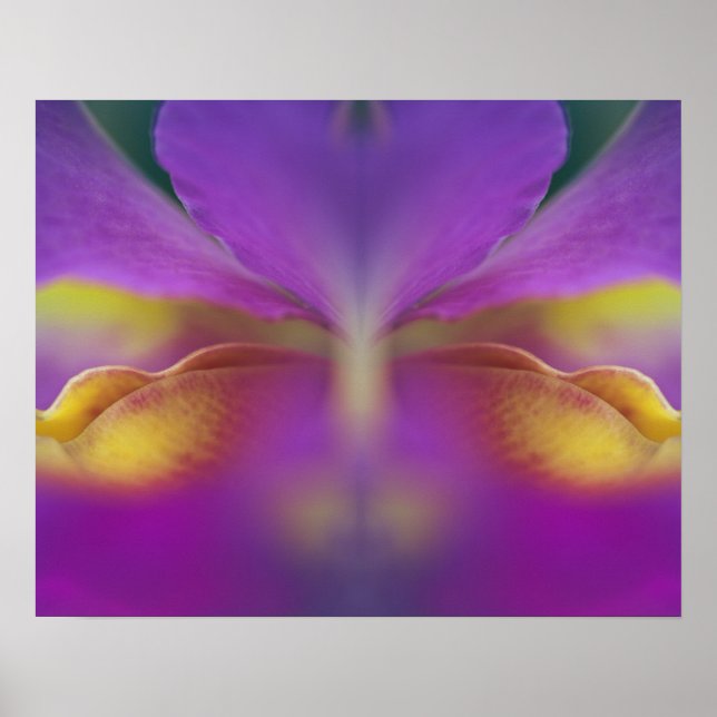 Póster Orquídea híbrida, Florida 2 (Frente)