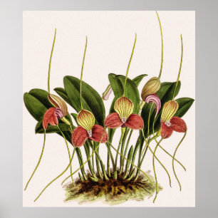 Póster Orquídea Masdevallia Shuttleworth