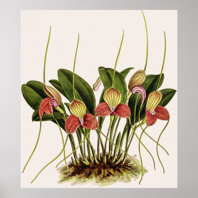 Póster Orquídea Masdevallia Shuttleworth (Frente)