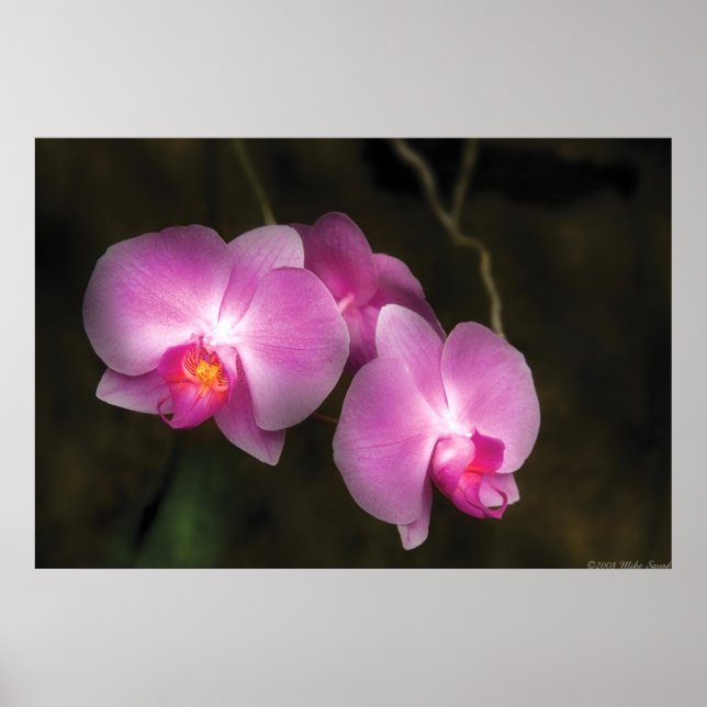 Póster Orquídea - Mejor en conjunto (Frente)