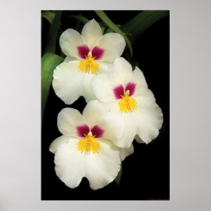 Póster Orquídea - Miltoniopsis - Los Tres Amigos