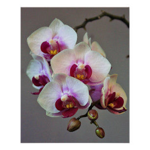 Póster Orquídea miniatura