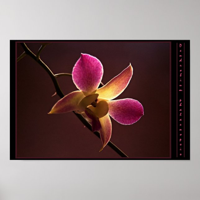 Póster Orquídea naranja-Roja (Frente)