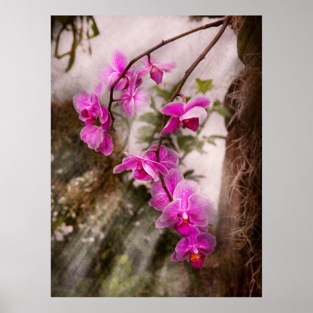 Póster Orquídea - Pasión Tropical (Frente)