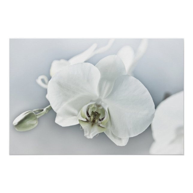 Póster Orquídea Phalaenopsis Blanca (Anverso)