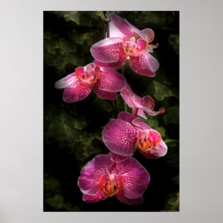 Póster Orquídea - Phalaenopsis - El racimo