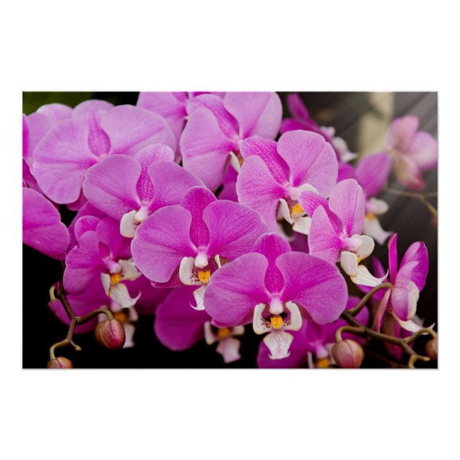Póster Orquídea - Phalaenopsis - Sonrojada (Anverso)