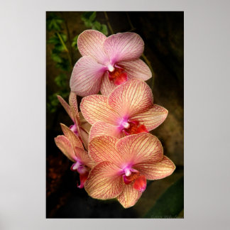 Póster Orquídea - Phalaenopsis - Un conjunto de bellezas