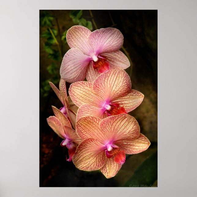 Póster Orquídea - Phalaenopsis - Un conjunto de bellezas (Frente)