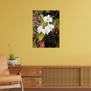 Póster Orquídea polilla malaya y una trepadora americana