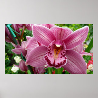 Póster Orquídea Púrpura Elegante Floral