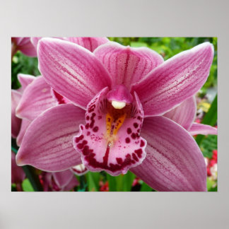Póster Orquídea Púrpura Elegante Floral