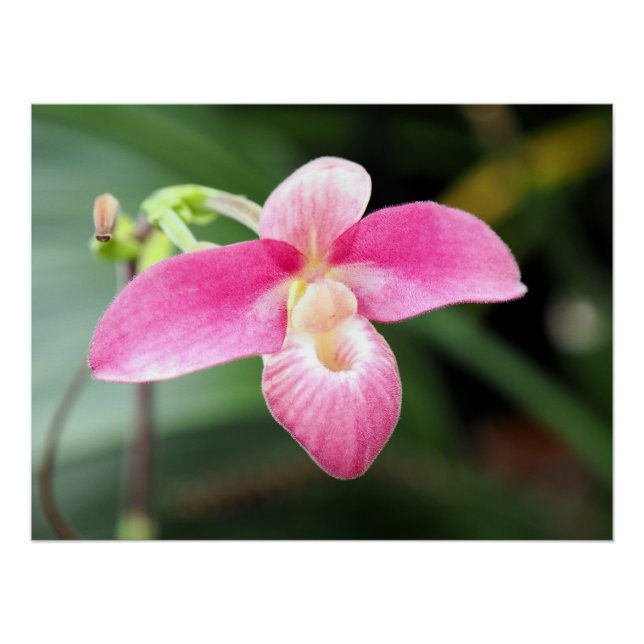 Póster Orquídea Rosa (Anverso)