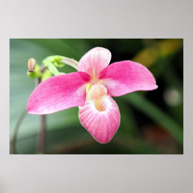 Póster Orquídea Rosa (Frente)