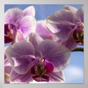Póster Orquídea rosa