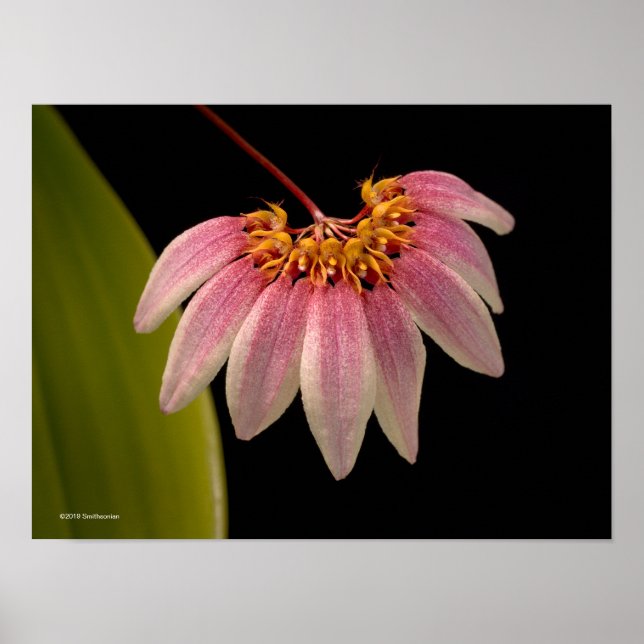 Póster Orquídea rosa tropical (Frente)