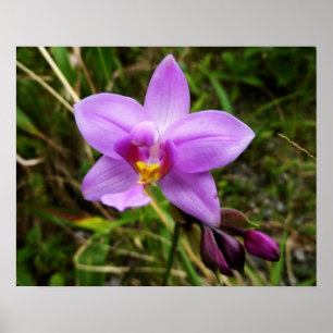 Póster Orquídea Silvestre Flor Tropical Púrpura