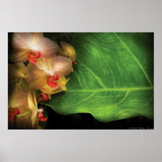 Póster Orquídea - Vanda Orquídeas en reposo