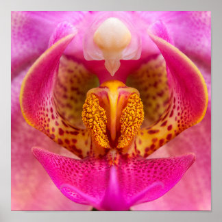 Póster Orquídea Vibrante