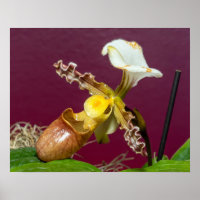Orquídea zapatilla de Venus