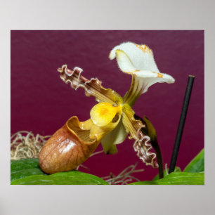 Póster Orquídea zapatilla de Venus