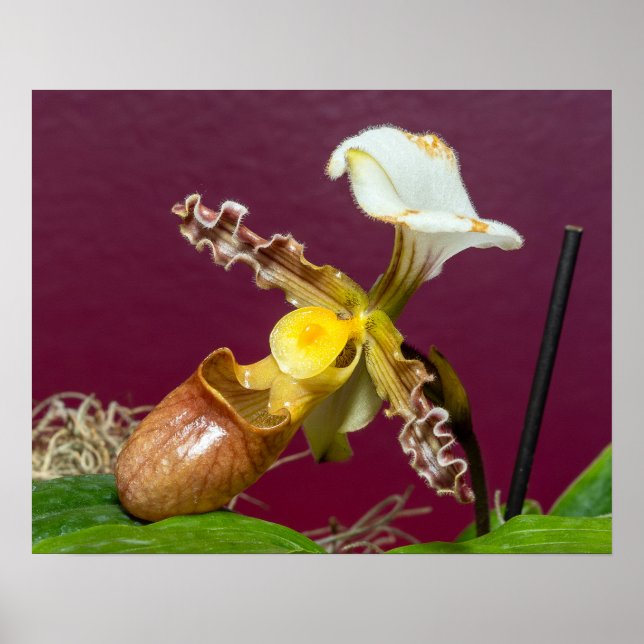 Póster Orquídea zapatilla de Venus (Frente)