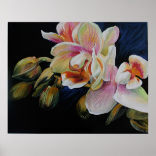 Póster Orquídeas
