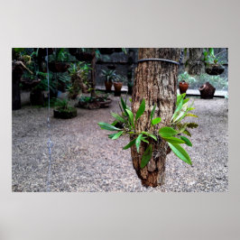 Póster orquideas 01